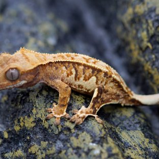 노멀 트라이 텐저린