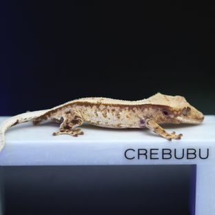 노멀 트라이 풀핀 화이트핀
