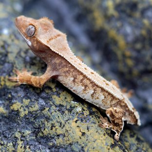 노멀 트라이 풀핀 화이트