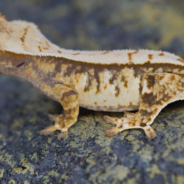 노멀 트라이 화이트스팟 화이트핀