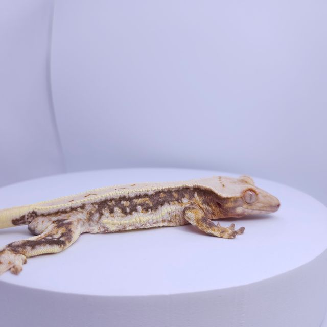 릴리화이트 풀핀
