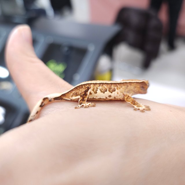 노멀 트라이 풀핀