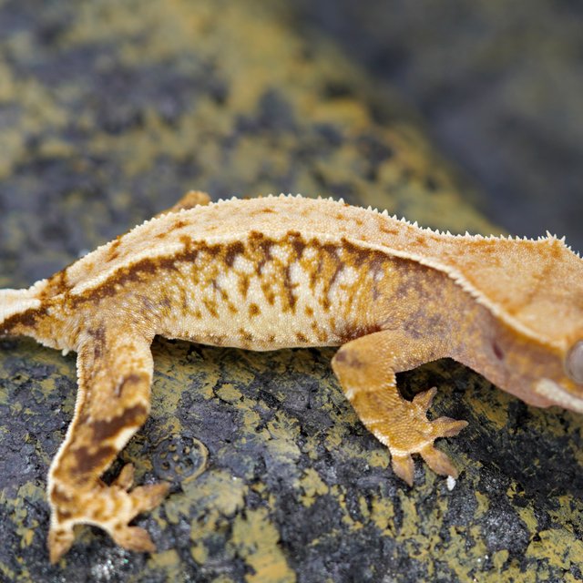 노멀 트라이 화이트스팟 화이트핀 텐저린