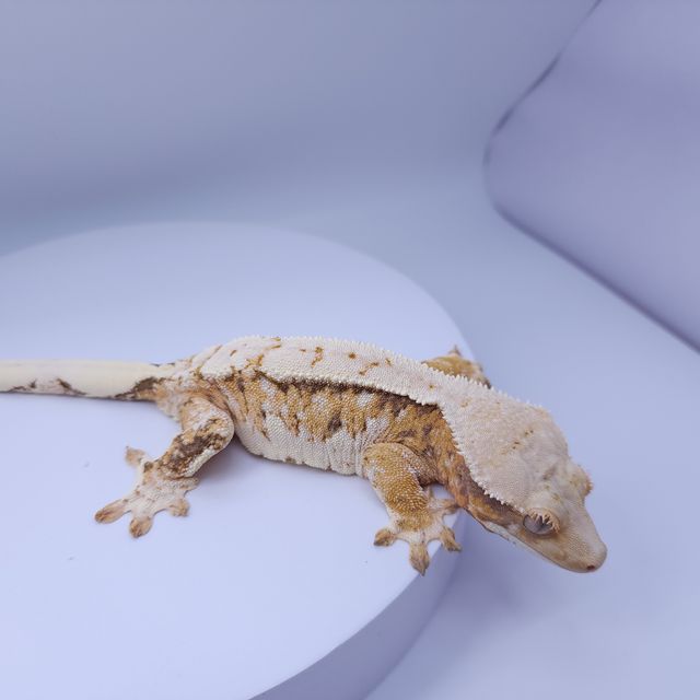 노멀 트라이 풀핀 화이트핀