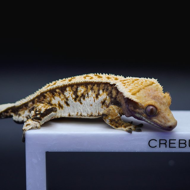 노멀 트라이 화이트핀