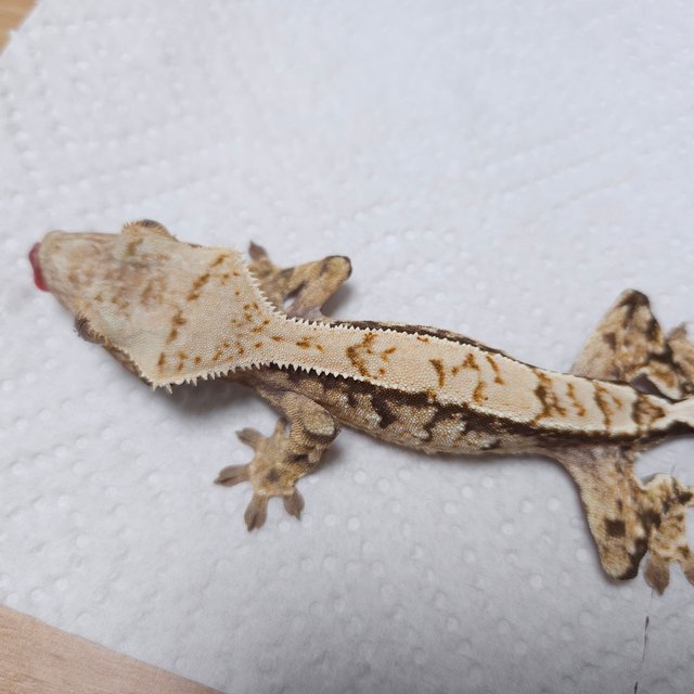 노멀 트라이 화이트스팟