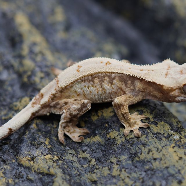 노멀 트라이 드리피