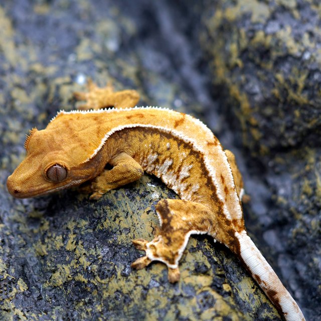 노멀 트라이 풀핀 텐저린