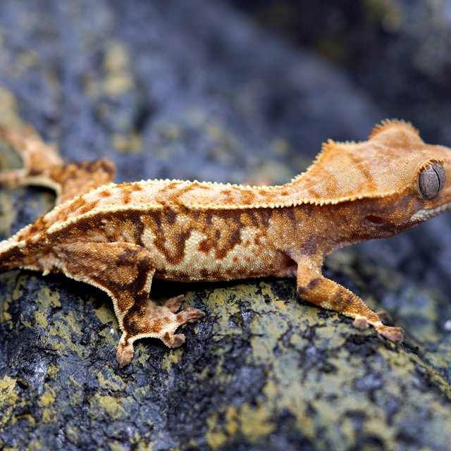 노멀 트라이 텐저린