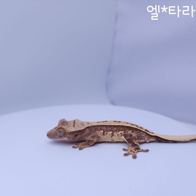 노멀 트라이 쿼드 풀핀 텐저린