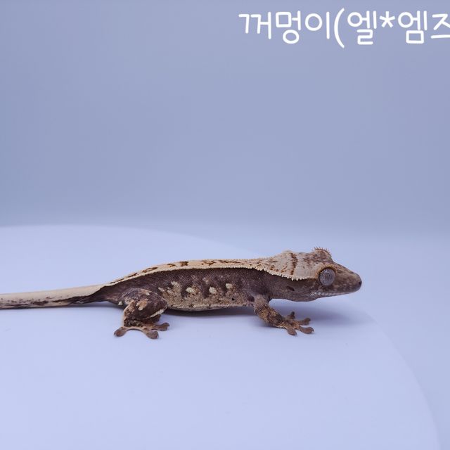 노멀 트라이 화이트스팟