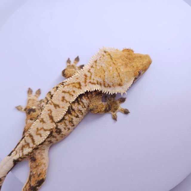 노멀 트라이 풀핀