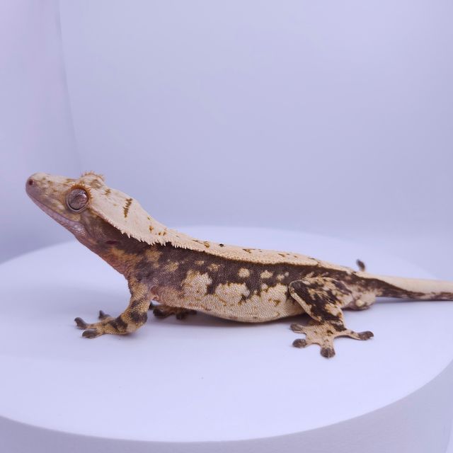 노멀 트라이 쿼드 풀핀