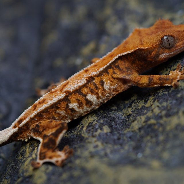 노멀 트라이 화이트핀 텐저린