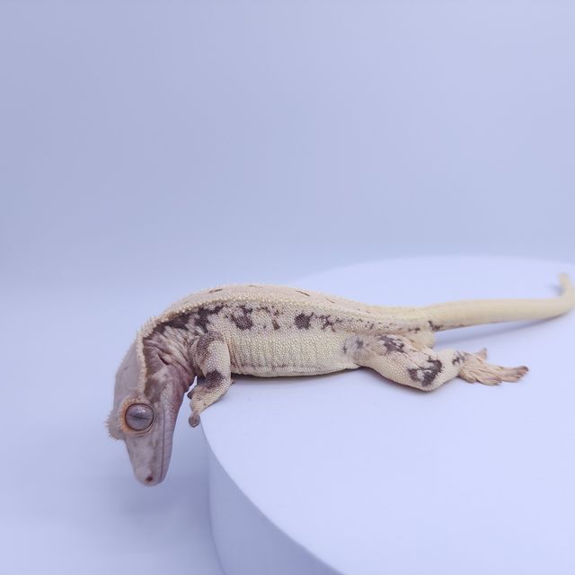 릴리화이트