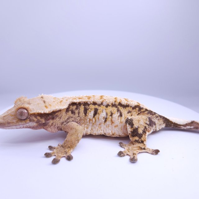 노멀 트라이 풀핀 텐저린