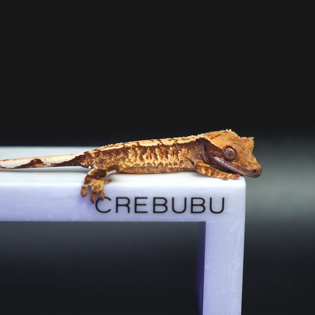 노멀 트라이 화이트스팟 화이트핀