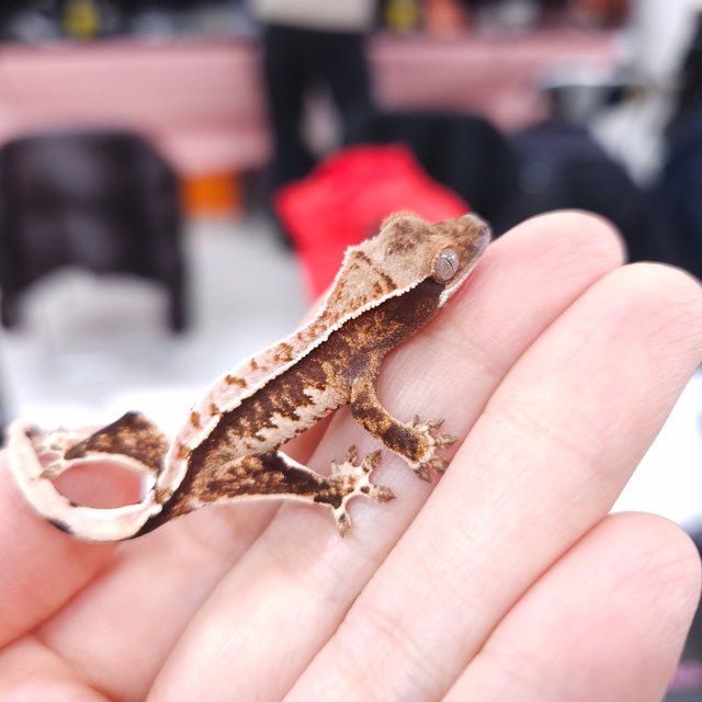 노멀 트라이 풀핀