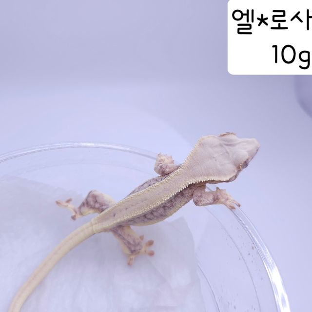 릴리화이트 풀핀 레이지