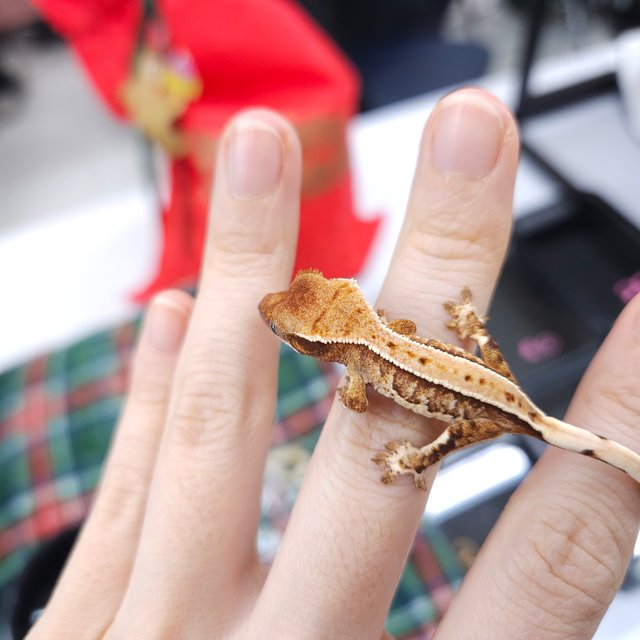 노멀 트라이 풀핀