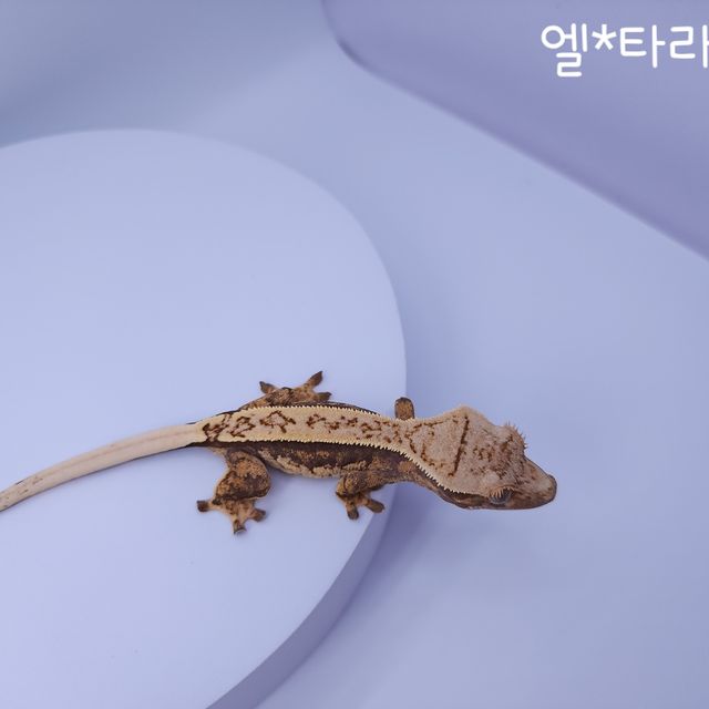 노멀 트라이 쿼드 풀핀 텐저린