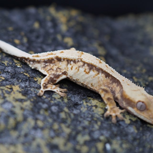 노멀 트라이 풀핀