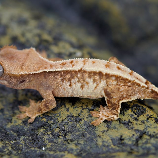 노멀 트라이 풀핀