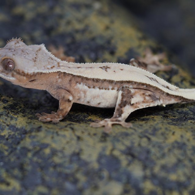 세이블 풀핀 크림시클