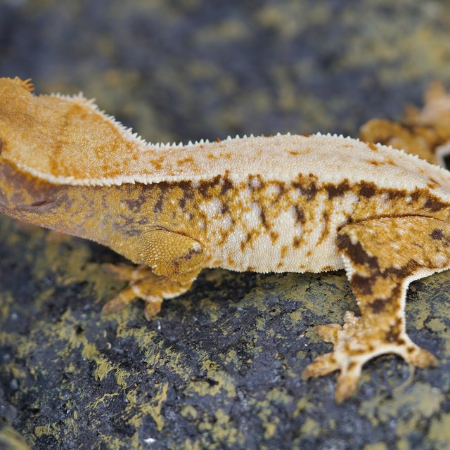 노멀 트라이 화이트스팟 화이트핀 텐저린