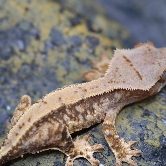 노멀 트라이 풀핀