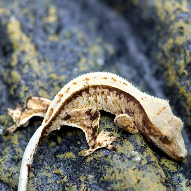 노멀 트라이 풀핀 화이트핀