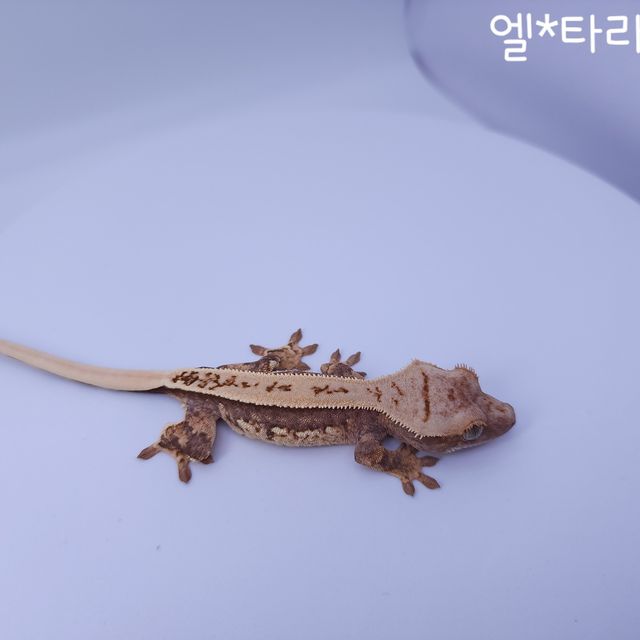 노멀 트라이 쿼드 풀핀 텐저린