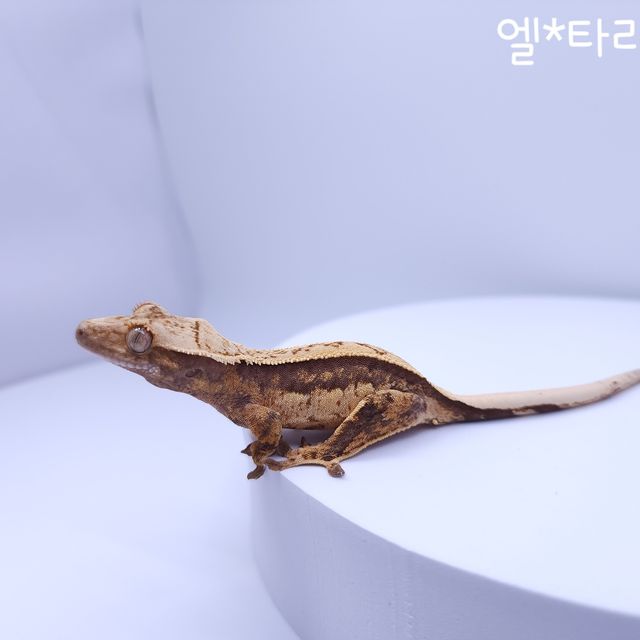 노멀 트라이 쿼드 풀핀 텐저린
