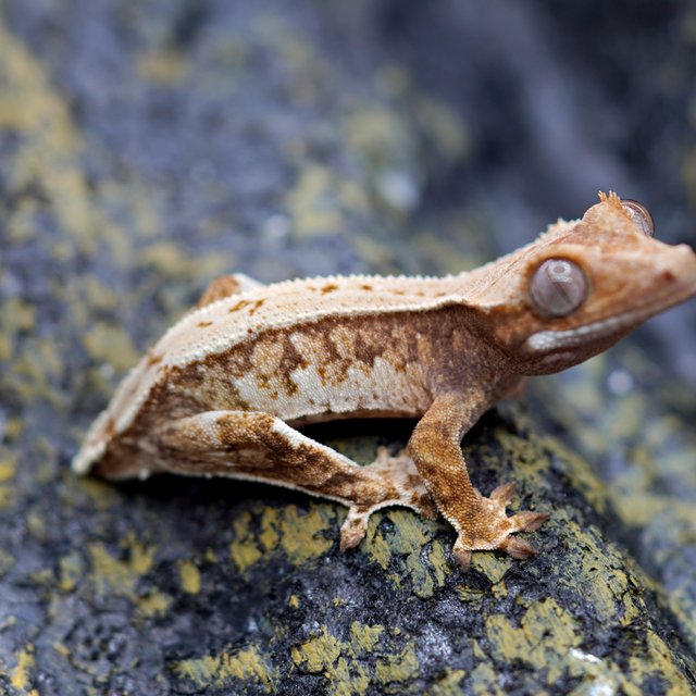 노멀 트라이 풀핀 화이트