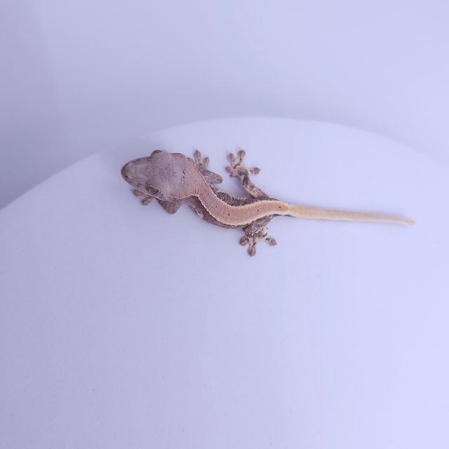 릴리화이트 풀핀