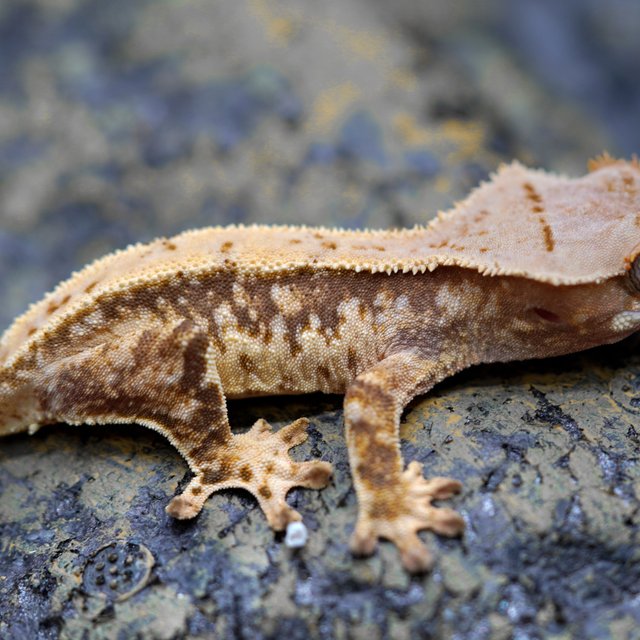 노멀 트라이 풀핀