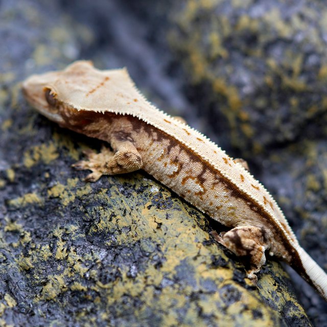 노멀 트라이 풀핀 화이트핀