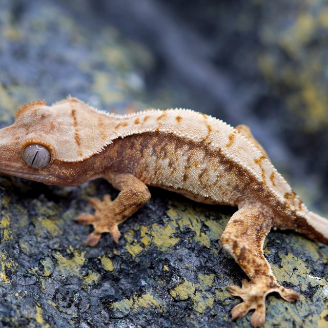 노멀 트라이 풀핀 화이트스팟