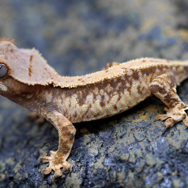 노멀 트라이 풀핀