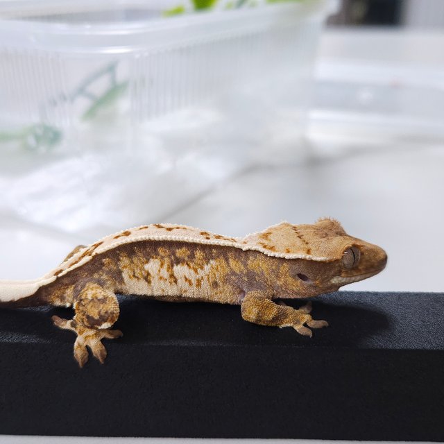 노멀 트라이 풀핀