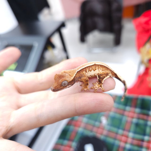 노멀 트라이 풀핀