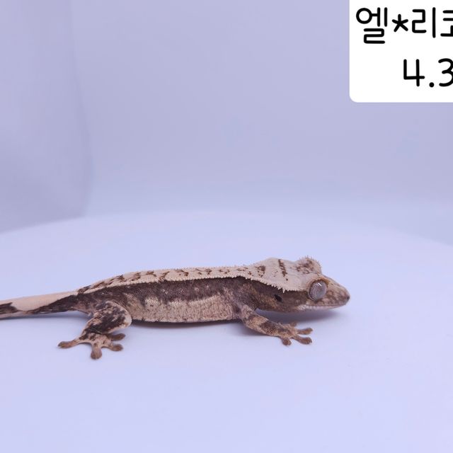 노멀 트라이 쿼드 풀핀