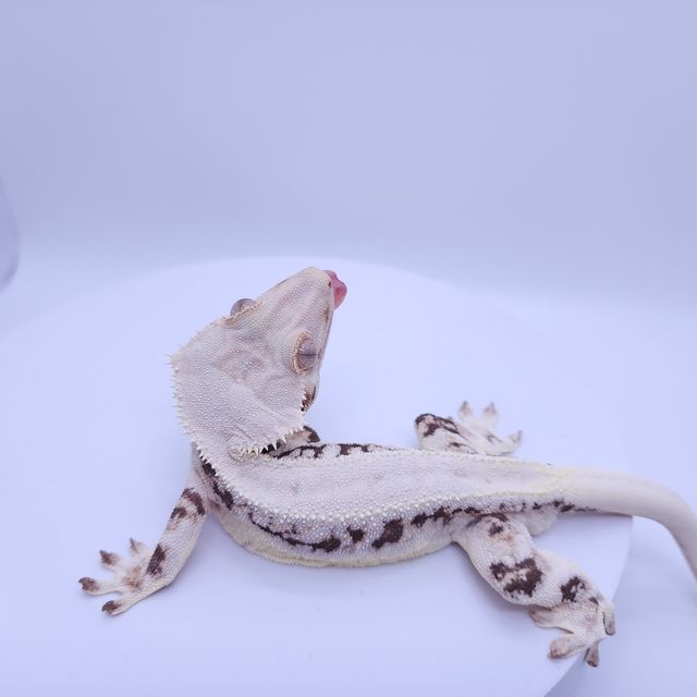 릴리화이트 풀핀