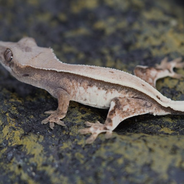 세이블 풀핀 화이트핀