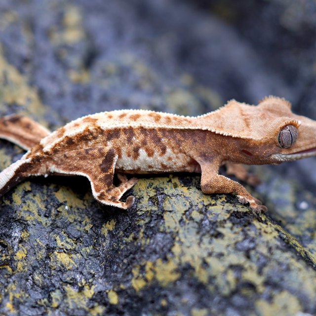 노멀 트라이 텐저린