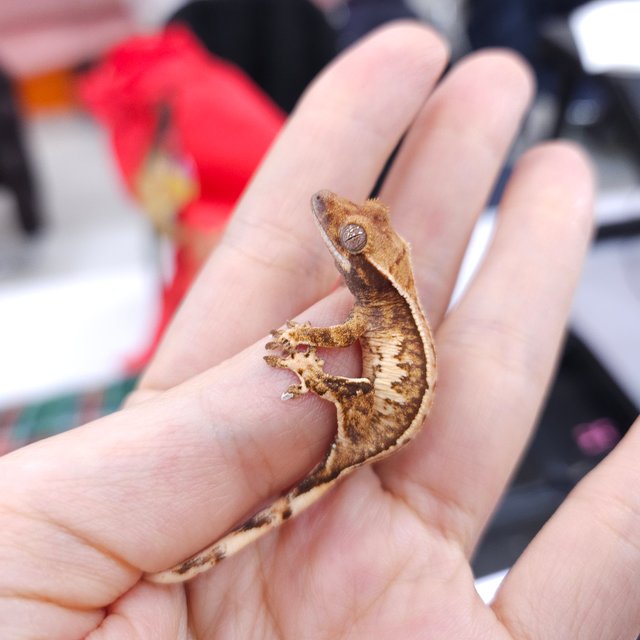 노멀 트라이 풀핀