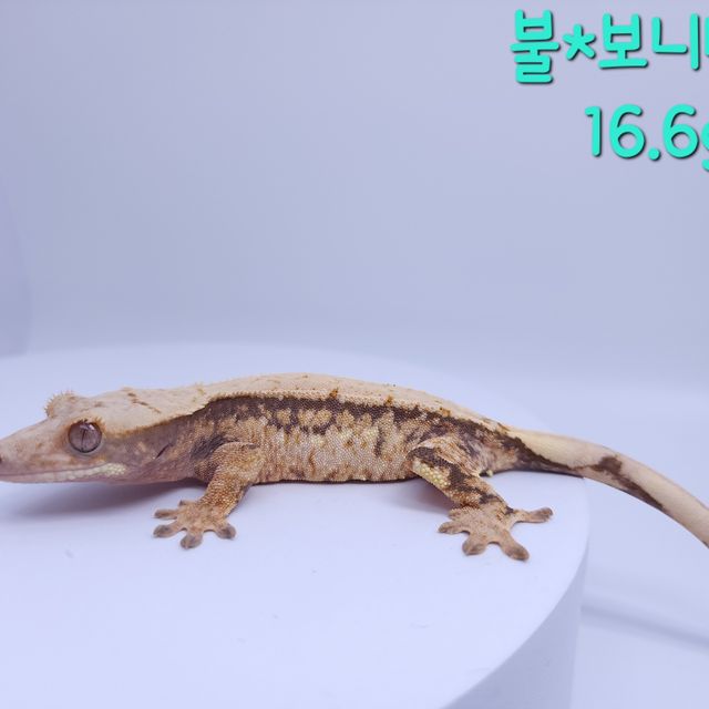 노멀 트라이