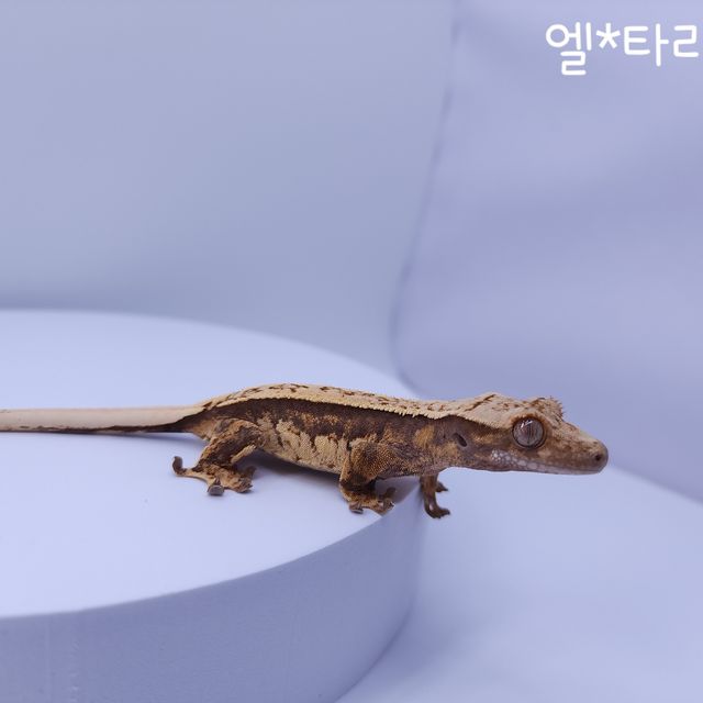 노멀 트라이 쿼드 풀핀 텐저린