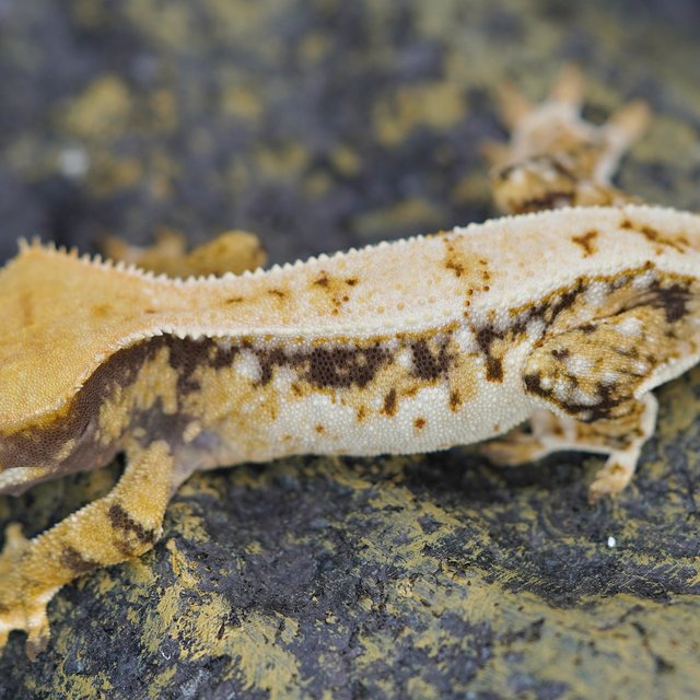 노멀 트라이 풀핀