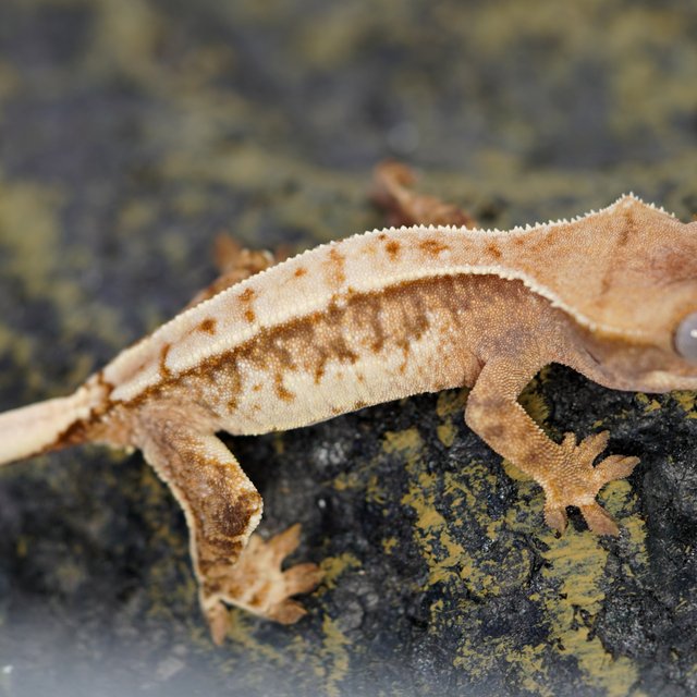 노멀 트라이 풀핀